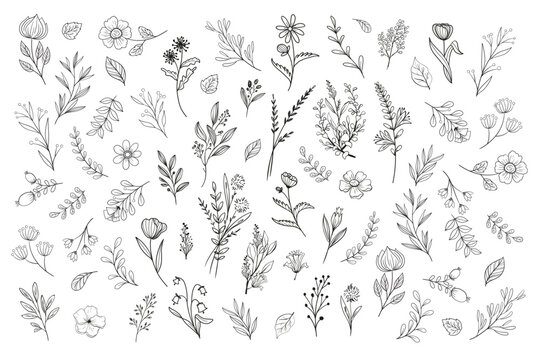 Wild Flower Illustrations - Flower Vector Graphics - Floral Illustration - Cutting Files - Vector Set - Leaf - Leaves - Collection - Nature - Transparent - Isolated - Illustrator - EPS SVG PNG JPG
