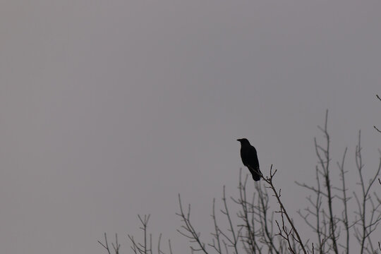 I love the look of this crow sitting on top of the tree outside the wooded area. This image almost has a silhouette look to it and you can just see detail to this shadowy look.