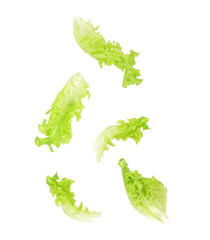 Fresh salad green lettuce leaves falling in the air isolated on transparent background. PNG