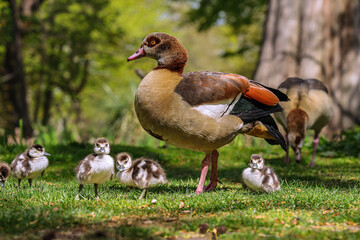 Egyptian goose family with many cute goslings (Alopochen aegyptiaca) eating grass in the meadow. Young chicks protected by mother goose in spring nature. 
