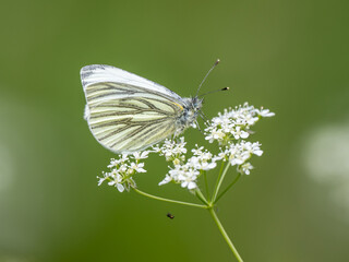 Green-veined White Butterfly on Cow Parsley. With a Money Spider Underneath.