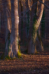 The beautiful colors of  forest, Brasov, Transylvania, Romania	