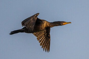 Double-crested Cormoran (Phalacrocorax auritus) in Flight