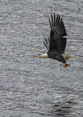 Bald Eagle (Haliaeetus leucocephalus) on the Hunt