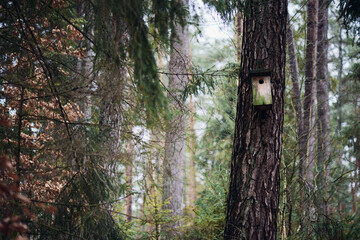 Budki lęgowe na drzewach w lesie. Ptaki, pisklęta, jaja, gniazdo.