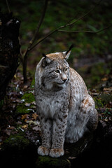 Portrait of an Eurasian Lynx (Lynx lynx)
