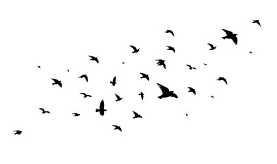 A flock of flying birds. Free birds. Vector illustration