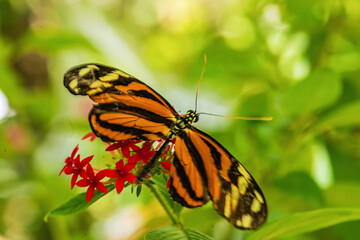 Fototapeta na wymiar The Ismenius Tiger or Tiger Heliconian (Heliconius ismenius) is a butterfly of the Nymphalidae family found from Mexico to South America. Brasília, Brazil, Sept 2017