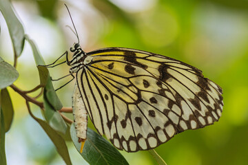 The Malabar tree-nymph or Malabar tree nymph (Idea malabarica) is a large butterfly that belongs to the danaid group of the family Nymphalidae. Amazon Rainforest, Brazil, Jan 2017