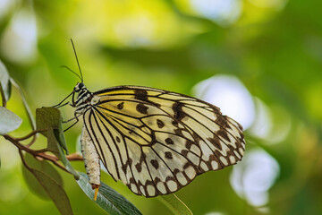 Fototapeta na wymiar The Malabar tree-nymph or Malabar tree nymph (Idea malabarica) is a large butterfly that belongs to the danaid group of the family Nymphalidae. Amazon Rainforest, Brazil, Jan 2017