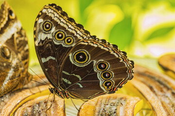 The Menelaus Blue Morpho (Morpho menelaus) is an iridescent tropical butterfly of Central and South...