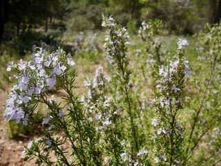 Blooming rosemary field in Laguna de Ruidera nature park. Castile La Mancha, Spain.