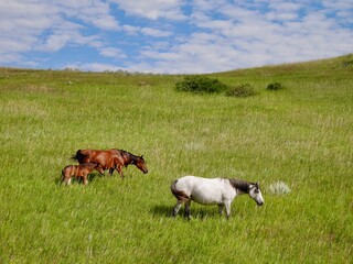 Wild horses in Theodore Roosevelt National Park. North Dakota, USA.