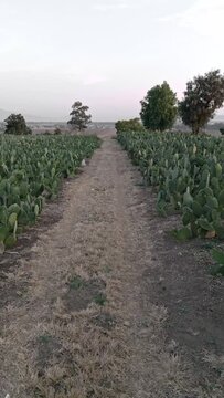 High speed aerial drone view across a nopal row field during sunset