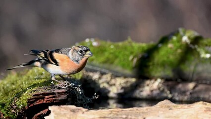Brambling, Fringilla montifringilla, bird in the autumn forest. Beautiful colorful songbird,