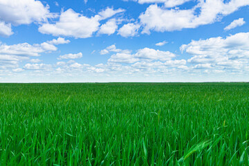 Green field, mature young grass and blue cloudy sky