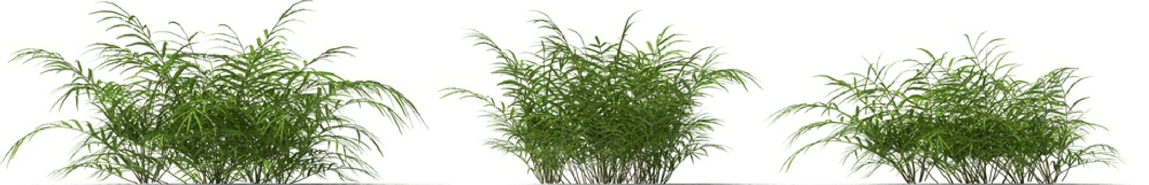 jungle brake fern plants hq arch viz cutout