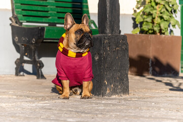French bulldog in train station.