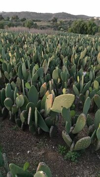 Aerial drone shot over a nopal field during sunset. Close up.