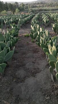 Aerial drone view between two nopal field rows during sunset