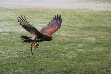 A Harris Hawk in flight on a cold winters day