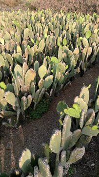 Aerial drone shot over a nopal field with runas ready to be harvested during sunset. Close up.
