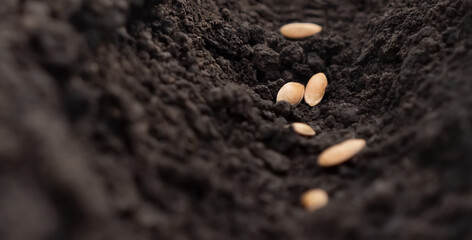 Planting concept. Melon seeds planting soil hole. Sowing seed of life plant earth closeup. Planting vegetable seeds soil ground dirt garden soil farm rows. Furrows earth garden. Agricultural concept