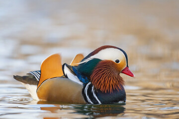 Portrait colorful Mandarin duck male Aix galericulata swimming in the river