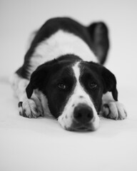 portrait of a black and white dog