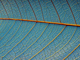 Fotobehang leaf texture, leaf background with veins and cells - macro photography © Vera Kuttelvaserova