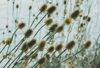 Obraz premium The plant thistle or chersak (dipsacus) grows. Imitation of an oil painting