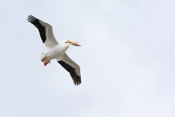 Fototapeta na wymiar American White Pelican Flying In A Grey Sky