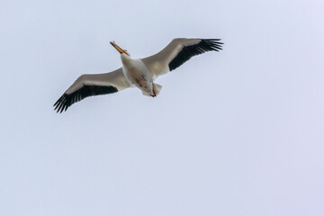Fototapeta na wymiar American White Pelican Flying In A Grey Sky