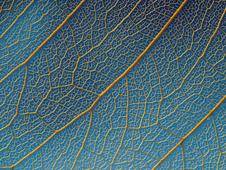 Fototapeta na wymiar leaf texture, leaf background with veins and cells - macro photography
