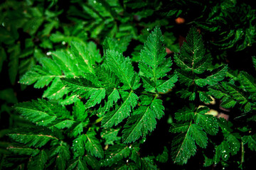 Fototapeta na wymiar natural fresh green leaf background. Spring forest after rain. fern leaf highlighted with light