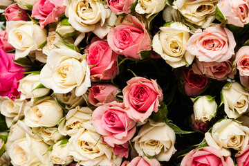 Pink roses background. Concept for Valentines Day, Mother Day or wedding