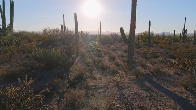 Arizona western travel concept of Saguaro cactus desert southwest landscape