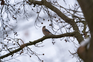 Eurasian Jay in Laacher see