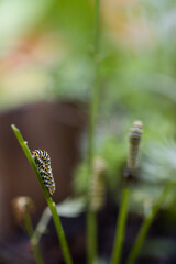 Swallowtail caterpillars eating carrot stems