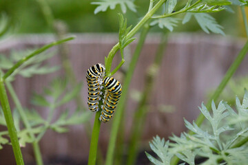 Swallowtail caterpillars eating carrot stems
