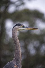 The Grey Heron sitting near Bison Paddock in Golden Gate Park in San Francisco 