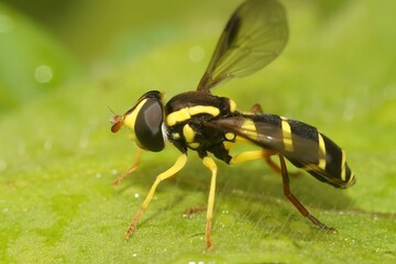 Closeup on the superb ant-hill hovervfly, Xanthogramma pedissequum, sitting on a green leaf