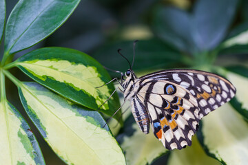 A beautiful large colorful butterfly in its natural habitat.