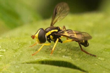 Closeup on the superb ant-hill hovervfly, Xanthogramma pedissequ
