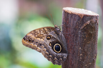 A beautiful large colorful butterfly in its natural habitat.