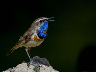 A Beautiful Blue throat bird in ladakh , it is a migratatory insectivorous bird.