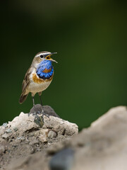 A Beautiful Blue throat bird in ladakh , it is a migratatory insectivorous bird.