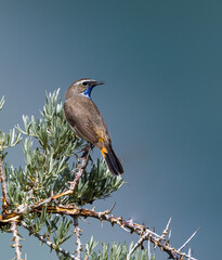 A Beautiful Blue throat bird in ladakh , it is a migratatory insectivorous bird.