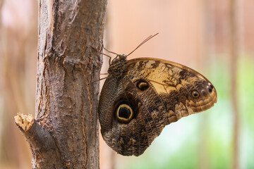 Fototapeta premium A beautiful large colorful butterfly in its natural habitat.