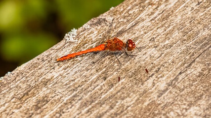 Macro of sympetrum sanguineum, ruddy darter, dragonfly on a sunny summer day